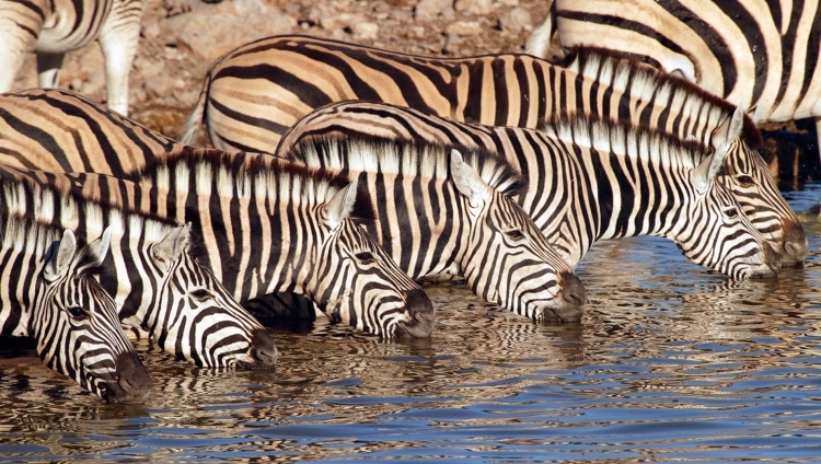 Little Ongava - Zebras